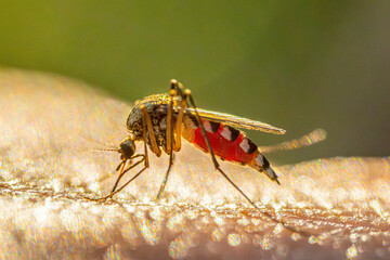 A mosquito that feeds on human skin. The image shows a mosquitos abdomen filled with blood, with intricate details of its body and legs. The sunlight creates a bright background