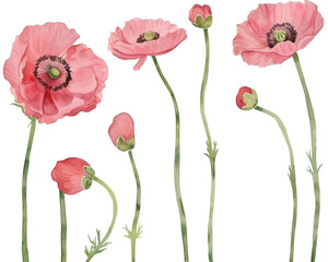 Obraz premium A collection of pink poppy flowers in various stages of bloom against a transparent background.