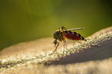 A mosquito that feeds on human skin. The image shows a mosquitos abdomen filled with blood, with intricate details of its body and legs. The sunlight creates a bright background