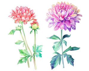 Obraz premium A watercolor illustration of two vibrant flowers with green leaves.