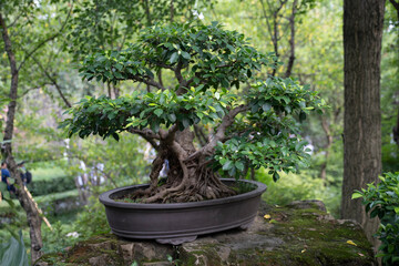 bonsai in a chinese bonsai garden