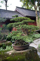 small bonsai tree in a chinese bonsai garden