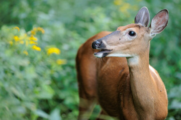 A white-tailed deer doe taking in the evening environment in a field of wildflowers near Hartford, Wisconsin in late August
