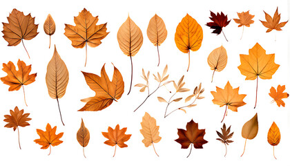 Fototapeta premium autumn leaves on white background