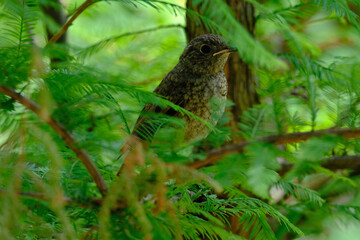 Bird on a branch in the forest, close-up, selective focus