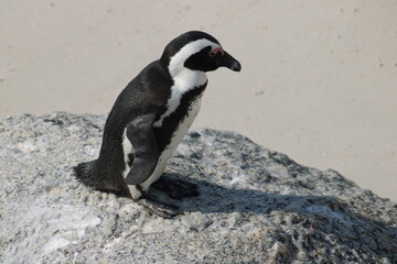 Fototapeta premium African penguins