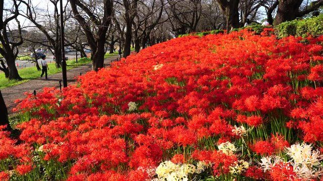 Red spider lilies&nbsp;(Lycoris radiata) at Satte's&nbsp;Gongendo Park in Saitama Prefecture
