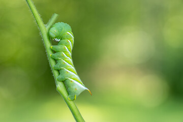 Tobacco Hornworm, Manduca sexta, a green caterpillar in late larvae stage, closeup on tomato stem