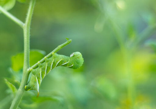 Tobacco Hornworm, Manduca sexta, a green caterpillar in late larvae stage, closeup on tomato stem