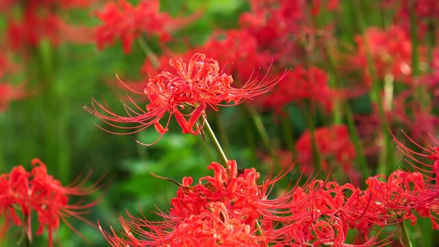Red spider lilies&nbsp;(Lycoris radiata) at Satte's&nbsp;Gongendo Park in Saitama Prefecture