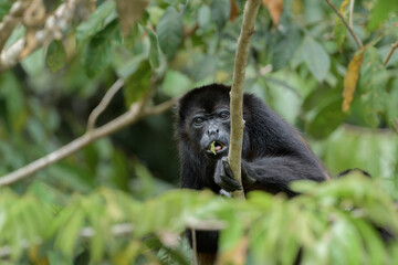 A howler monkey (Alouatta) with a leaf in her mouth forages high in the trees with her baby in the jungles of Costa Rica.