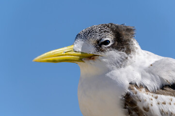Close-up of a Great Crested Tern (Thalasseus bergii) profile with a blue sky background.
