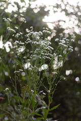 rain drops on a branch
