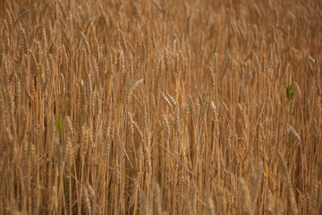 close up of wheat