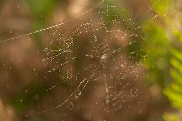 spider web with dew drops