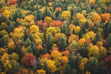 Vibrant Autumn Forest Colors from Above. AI generated illustration
