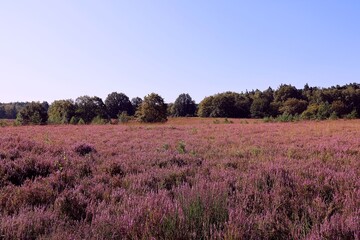 Mechelse Heide. Hoge Kempen National Park in Maasmechelen, Belgium.
