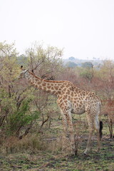 African giraffe