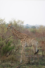 African giraffe