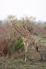 African giraffe