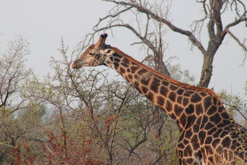 African giraffe