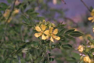 Senna ligustrina (Cassia bahamensis) - Bahama Cassia
