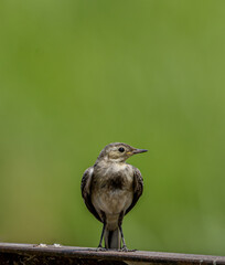 baby white wagtail standing chest first