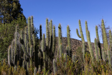cactus en fila