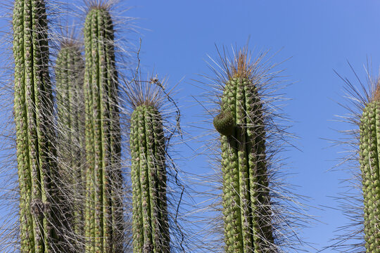 Fruto Copao en cactus
