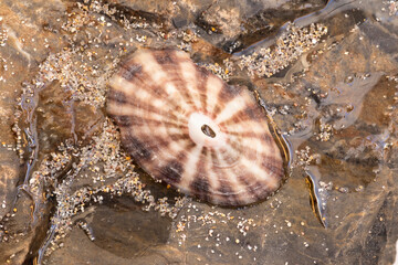 Molusco sobre roca y agua con arena