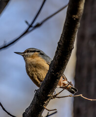 Eurasian Nuthatch sitting on a tree close-up