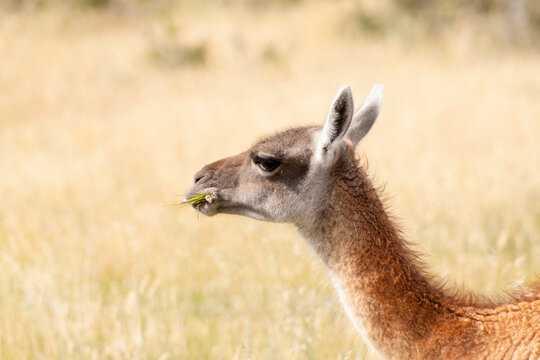 Guanaco en la Patagonia con flores en el hocico