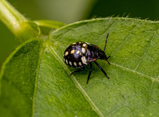 beetle on leaf close up