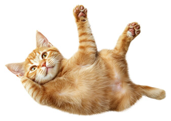 PNG Playful ginger kitten lying down