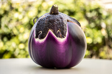 Eggplant in the basket, freshly picked from the garden. Italian Food