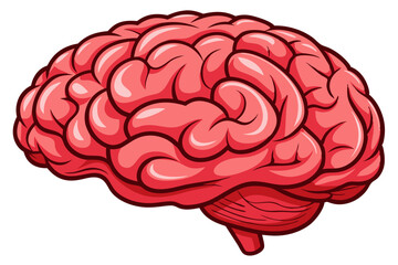 Human brain vector  illustration
