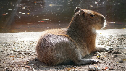Capybara animal kapibara Łódź Zoo Poland