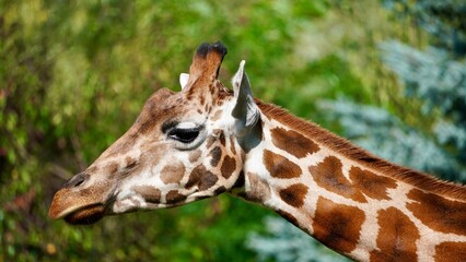 giraffe in zoo Łódź Zoo Orientarium Poland
