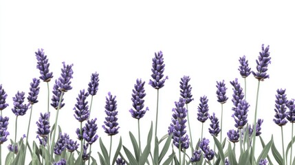 Naklejka premium Elegant lavender flowers stand out against a white background, their rich purple tones and slender green stems perfectly showcased.