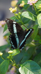 butterfly on a leaf Poland Summer