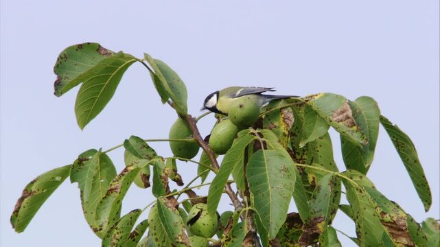 Great tit in the walnut tree with nuts at the branch