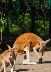 kangaroo with baby in the Zoo Łódź Poland