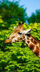 giraffe in the zoo