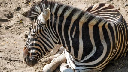 zebra close up in the Zoo Łódź Orientarium Poland