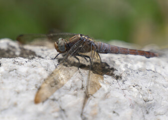 macro photography of a dragonfly