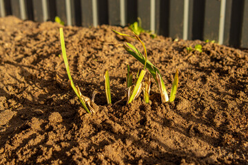 Irises in open ground. Seasonal pruning of irises