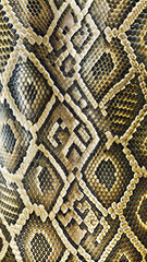 Elite snake leather, reptiles: premium-pon for high-class leather products and elite fashion accessories