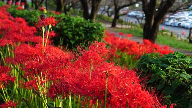 Red spider lilies&nbsp;(Lycoris radiata) at Satte's&nbsp;Gongendo park
