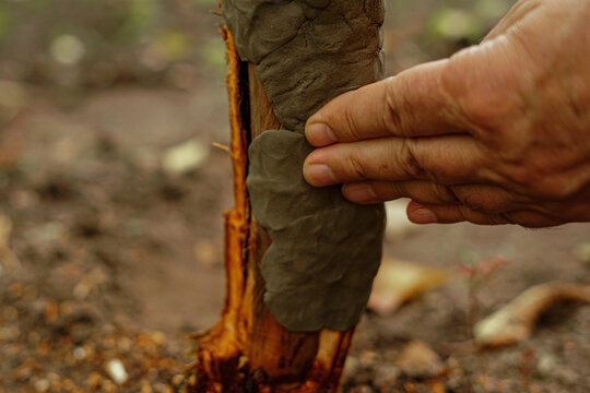 Gardener's hand applying garden wax or clay tar to wounds on fruit tree branches and trunks for healing after pruning. Garden care.