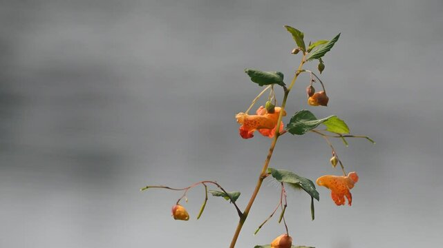 Closeup of a beautiful spotted touch me not flower with blurred lake back groud